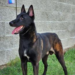 Sloth - Belgian Malinois