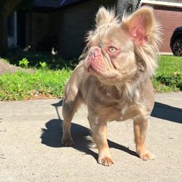 NorthStar - French Bulldog