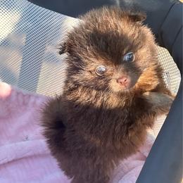 Coco - Chocolate and tan female Pomeranian puppy in Kansas City, Missouri from S&K Pomeranians
