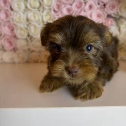 Brownie - Chocolate, tan and white male Yorkshire Terrier puppy in Illinois from Pretty Little Yorkies