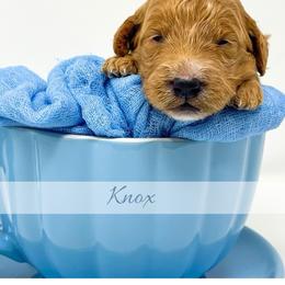 Knox - Red  male Goldendoodle puppy in State Road, North Carolina from Must Love Doodles