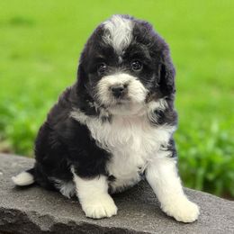 Guava - Black tri-color female Aussiedoodle puppy in Boonville, North Carolina from Branch Creek kennels