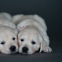 Girl Dark Pink - Light golden Golden Retriever puppy in California from Gildea Goldens