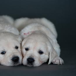 Girl Dark Pink - Light golden Golden Retriever puppy in California from Gildea Goldens
