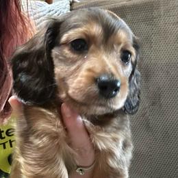 Rusty - Sable male Dachshund puppy in Saint Peter, Illinois from Ashton’s Doxies of Southern IL