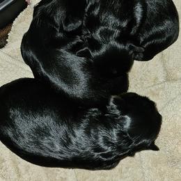 Girl 2 - Black tan and white female Biewer Terrier puppy in Dayton, Ohio from BiewerHeart Yorkies