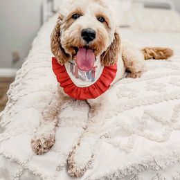 Story - Goldendoodle
