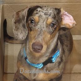 Mister Bean - Dachshund