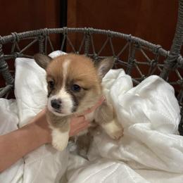 Roger - Red male Pembroke Welsh Corgi puppy in Delton, Michigan from CorGizmo