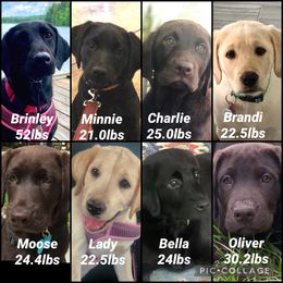 Dilute Retriever and Labrador Retriever Puppies from Longleaf Labradors