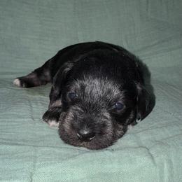 Duke - Black and silver male Miniature Schnauzer puppy in Akeley, Minnesota from Great Northern Schnauzers
