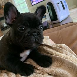 French Bulldog Puppies from Yukon Golden Retrievers and French Bulldogs