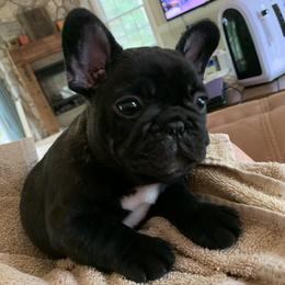 French Bulldog Puppies from Yukon Golden Retrievers and French Bulldogs