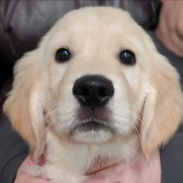 Red Collar - Golden male Golden Retriever puppy in Sandy, Utah from Golden Meadows of Utah
