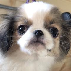 Griffon - Sable and white male Japanese Chin puppy in Sandstone, Minnesota from Peaceful Garden Cavaliers