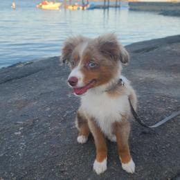 Australian Shepherd, Miniature American Shepherd, and Miniature Australian Shepherd All Grown Up from Spirited Aussies