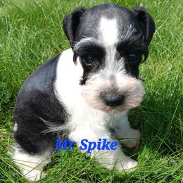 Mr Spike - Parti male Miniature Schnauzer puppy in Shoshone, Idaho from Debra Kruse's Miniature Schnauzers