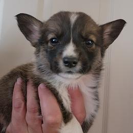 Cedar - Sable male Pembroke Welsh Corgi puppy in Sidney, Ohio from Cozy Corgi Ranch