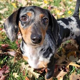 Dachshunds from Maes Doxies