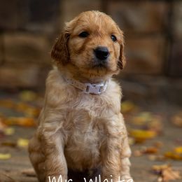 Golden Retriever and Goldendoodle Puppies from Golden Honey