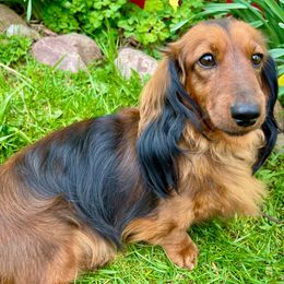 Prim - Dachshund