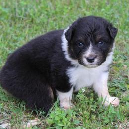 Galena - Black tri-color female Australian Shepherd puppy in Kansas, Oklahoma from Windy G Farm
