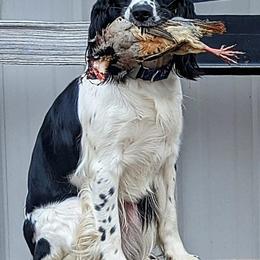 English Springer Spaniels from Duality English Springer Spaniels