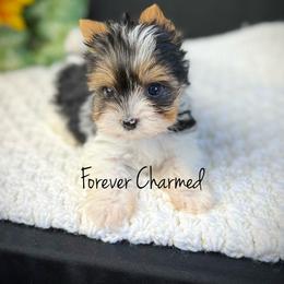 Girl 2 - Black tan and white female Biewer Terrier puppy in Lathrop, California from Forever Charmed