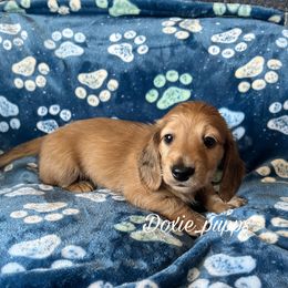 Maddox - Cream Dachshund puppy in Perris, California from Doxie_pupps