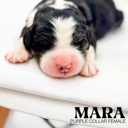 MARA - Tri-color female Bernedoodle puppy in Tipton, Indiana from Country Creek Doodles