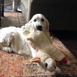 Golden Retriever Puppies from West Coast Cream Goldens