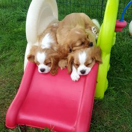 Cavalier King Charles Spaniel Puppies from Phoenix Rose Cavalier King Charles