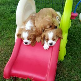 Cavalier King Charles Spaniel Puppies from Phoenix Rose Cavalier King Charles