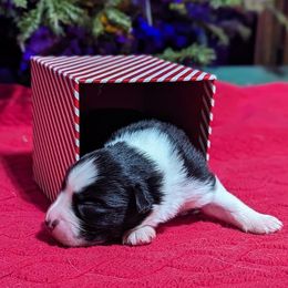 Boy 1 - Black & white Australian Shepherd puppy in Cape Coral, Florida from Carrotwood Kennel Australian Shepherds