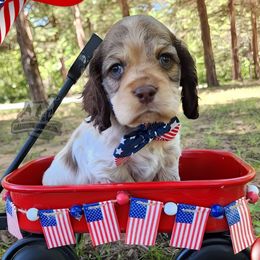 Drum - Brown roan male Cocker Spaniel puppy in Tecumseh, Oklahoma from Gambill's Cocker Spaniel Cuties