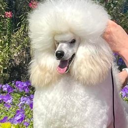 Poodles from Songbird Miniature Poodles