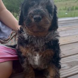 Jefferson - Blue merle male Bernedoodle puppy in Woodland, Georgia from Bethel Doodle Ranch