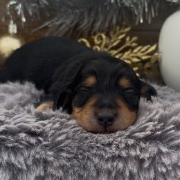 Macie - Black and tan female Dachshund puppy in Desloge, Missouri from Snows Doxies