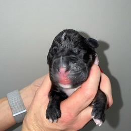 Boy 2 - Brindle male Boxer puppy in Jamesville, New York from Reynolds Homestead Boxers