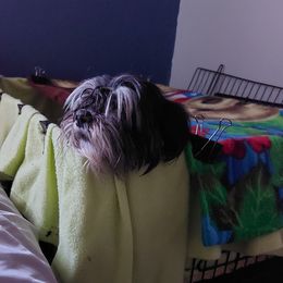 Quinn - Lhasa Apso