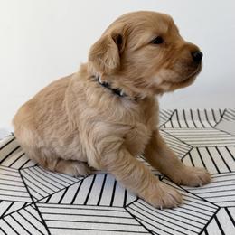 One - Dark golden male Golden Retriever puppy in San Martin, California from Church Creek Retrievers