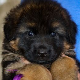 Boy 3 - Black and red male German Shepherd puppy in Alvarado, Texas from King Of Zion German Shepherds