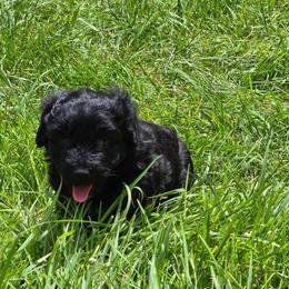 Boy 2 - Black and tan male Corgipoo puppy in Junction, Utah from Sugar Doodles