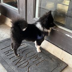 Belle - Pomeranian