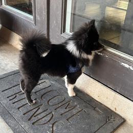 Belle - Pomeranian