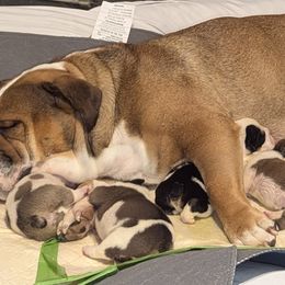 Bulldog Puppies from Hayzlett Family English Bulldogs