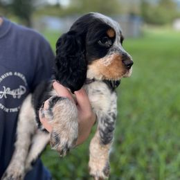 Dixie - Black white and tan English Springer Spaniel puppy in Williston, Florida from Bizzy Farms English Springer Spaniels