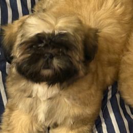 Shih Tzu Puppies from Shih-tzu Dynasty
