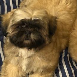 Shih Tzu Puppies from Shih-tzu Dynasty
