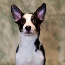 Border Collie Puppies from Wandering Meadows Farm